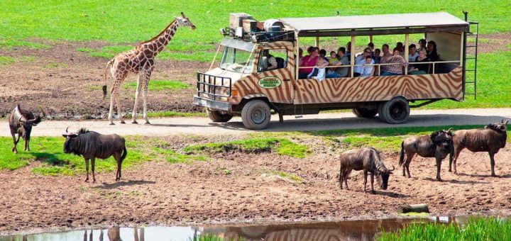 Serengeti Park von EDVH Hodenhagen für Privatpiloten ein Ausflugziel von vielen im Trend liegenden Ausflugszielen und Ausflugsideen, von jeden Flugplatz gibt es Ausflugziele zu entdecken